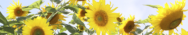 Hudson Valley Restaurants RestaurantsHudsonValley.com